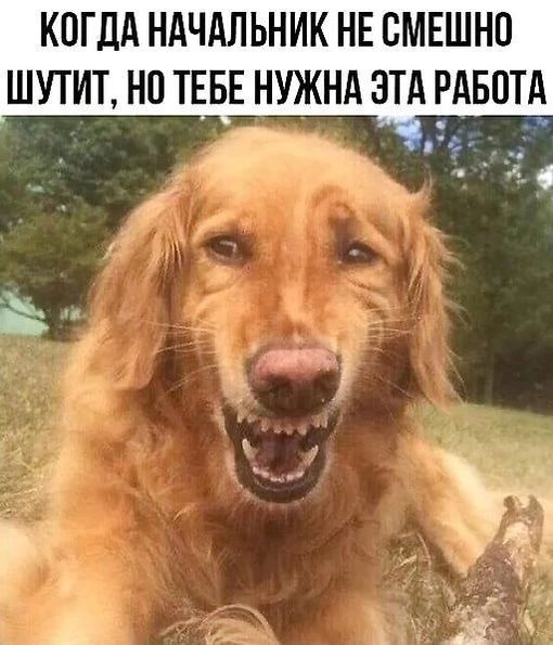 КОГДА НАЧАЛЬНИК НЕ СМЕШНО ШУТИТ, НО ТЕБЕ НУЖНА ЭТА РАБОТА