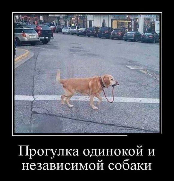 Прогулка одинокой и независимой собаки
