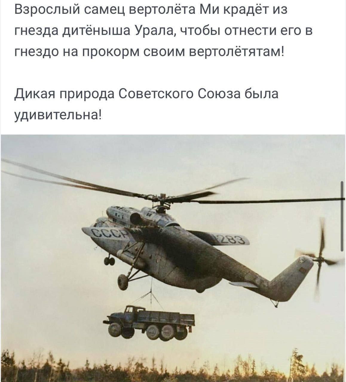 Взрослый самец вертолёта Ми крадёт из гнезда дитёныша Урала, чтобы отнести его в гнездо на прокорм своим вертолётятам! Дикая природа Советского Союза была удивительна!