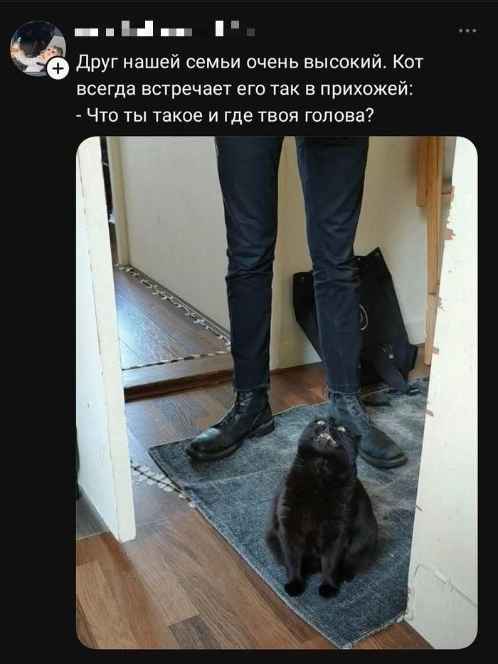 Друг нашей семьи очень высокий. Кот всегда встречает его так в прихожей: - Что ты такое и где твоя голова?