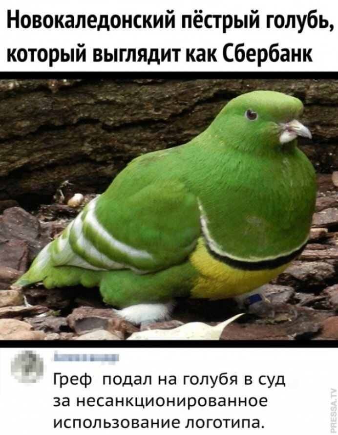 Новокаледонский пёстрый голубь, который выглядит как Сбербанк. Греф подал на голубя в суд за несанкционированное использование логотипа.
