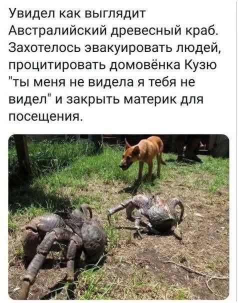 Увидел как выглядит Австралийский древесный краб. Захотелось эвакуировать людей, процитировать домовёнка Кузю 