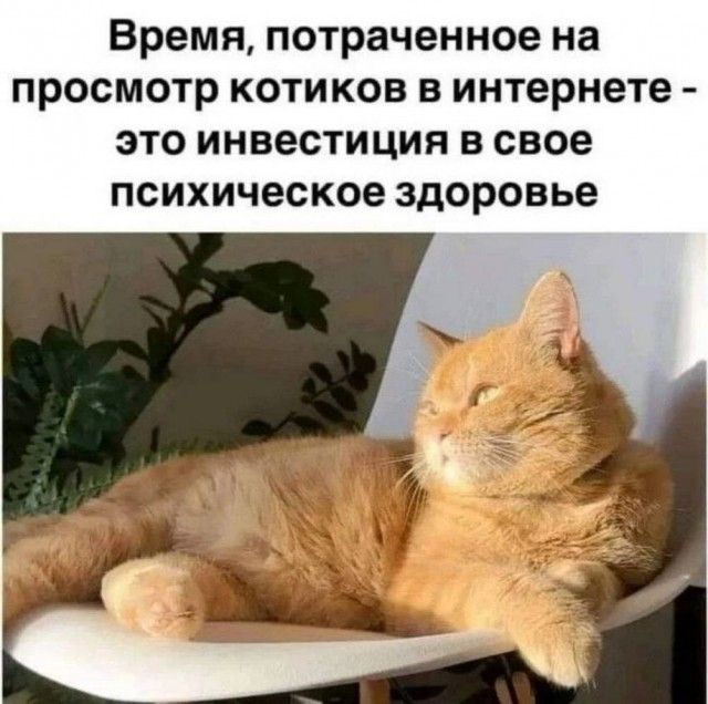 Время, потраченное на просмотр котиков в интернете - это инвестиция в свое психическое здоровье