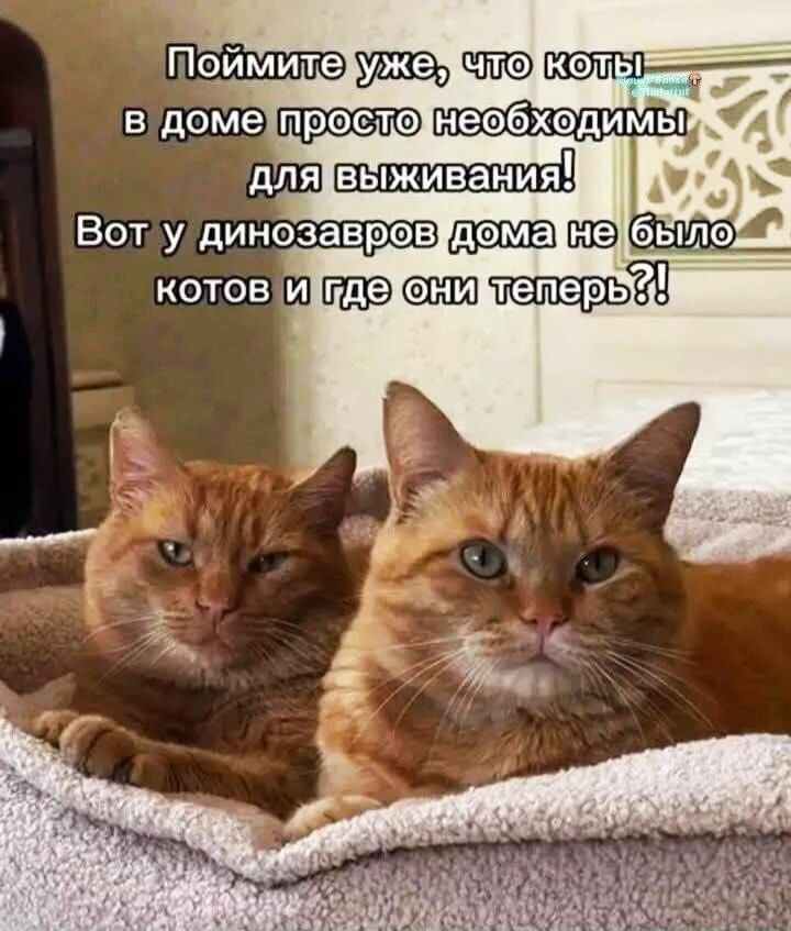 Поймите уже, что коты в доме просто необходимы для выживания! Вот у динозавров дома не было котов и где они теперь?!