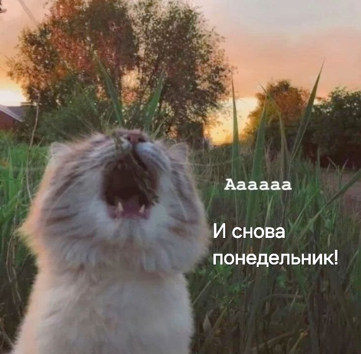 Aaaaaa И снова понедельник!