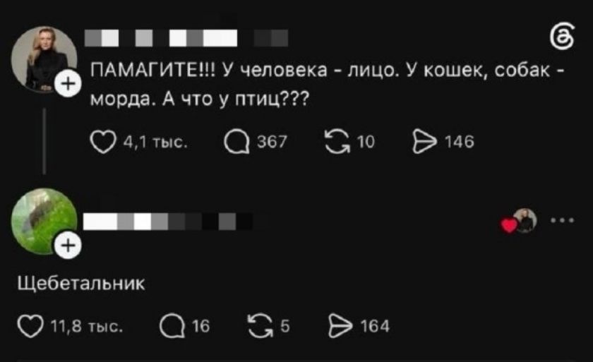 ПАМАГИТЕ!!! У человека - лицо. У кошек, собак - морда. А что у птиц??? Щебетальник