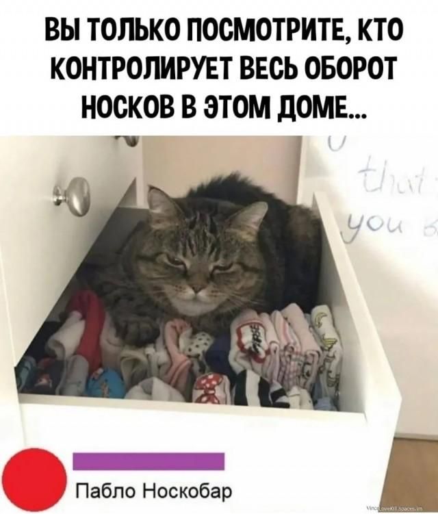 ВЫ ТОЛЬКО ПОСМОТРИТЕ, КТО КОНТРОЛИРУЕТ ВЕСЬ ОБОРОТ НОСКОВ В ЭТОМ ДОМЕ... Пабло Носкобар