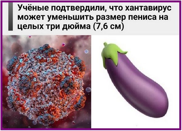 Учёные подтвердили, что хантавирус может уменьшить размер пениса на целых три дюйма (7,6 см)