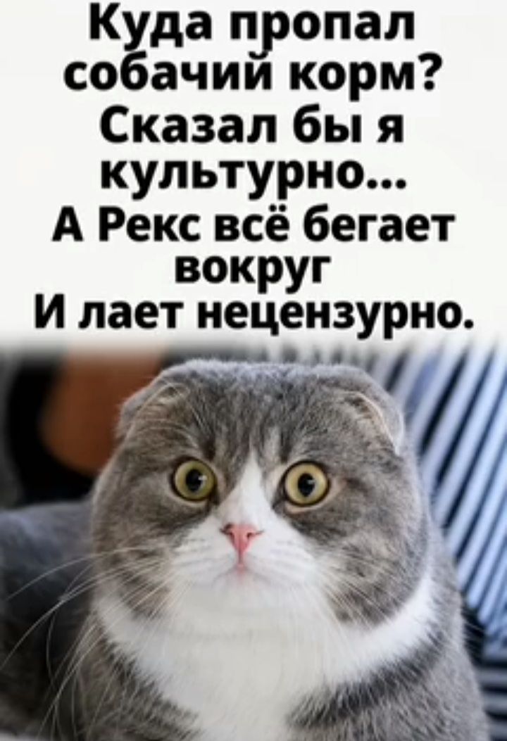 Куда пропал собачий корм? Сказал бы я культурно... А Рекс всё бегает вокруг И лает нецензурно.