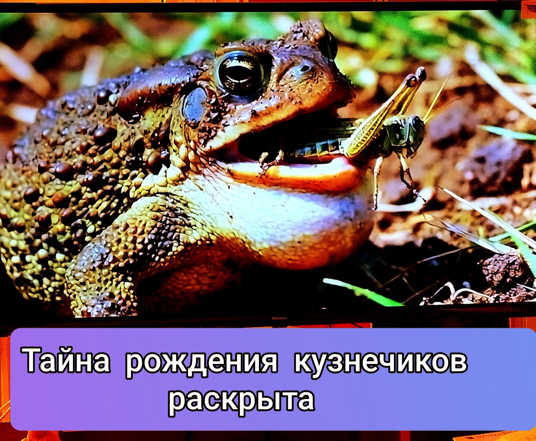 Тайна рождения кузнечиков раскрыта