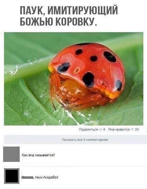 ПАУК, ИМИТИРУЮЩИЙ БОЖЬЮ КОРОВКУ. Как вид называется? , паук-пиздабол