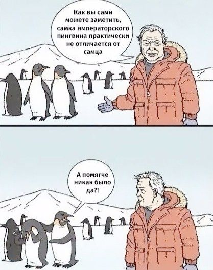 Как вы сами можете заметить, самка императорского пингвина практически не отличается от самца. А помягче никак было да?!