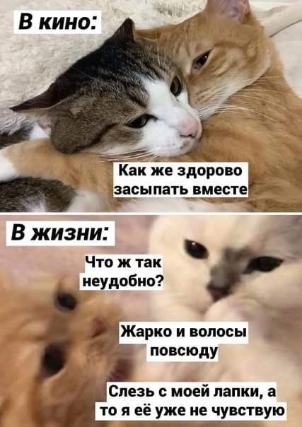 В кино: Как же здорово засыпать вместе В жизни: Что ж так неудобно? Жарко и волосы повсюду Слезь с моей лапки, а то я её уже не чувствую