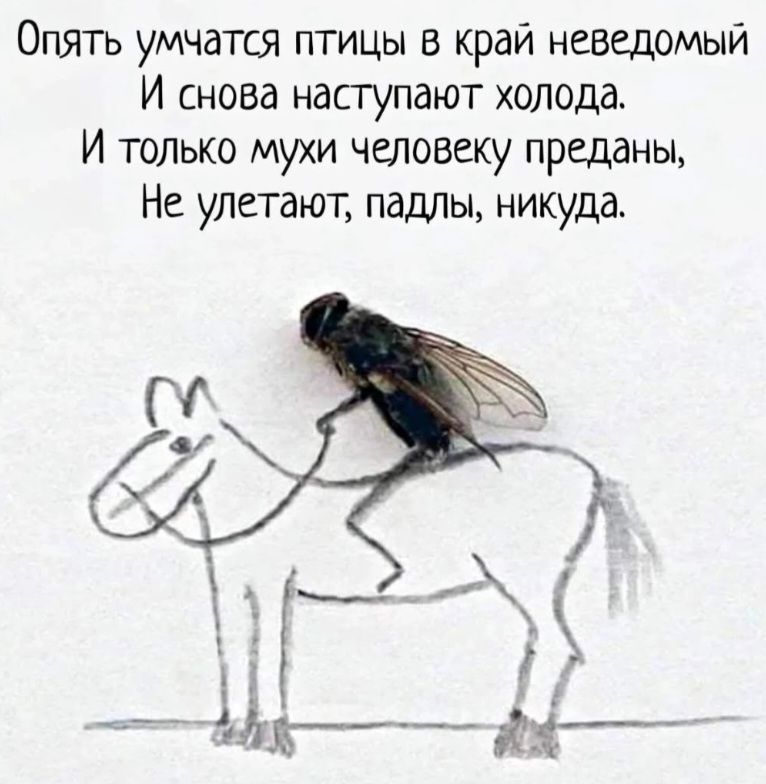 Опять умчатся птицы в край неведомый И снова наступают холода. И только мухи человеку преданы, Не улетают, падлы, никуда.