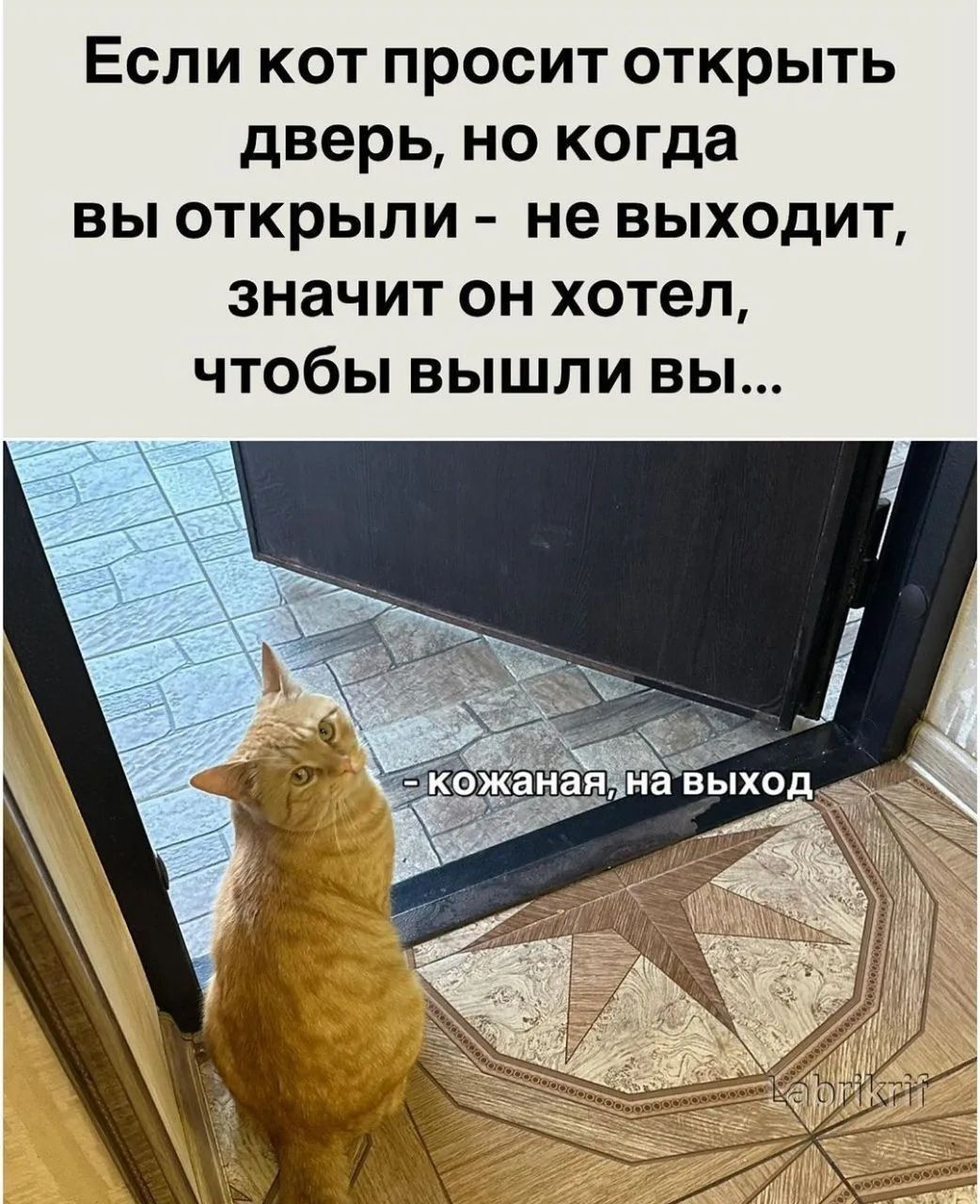 Если кот просит открыть дверь, но когда вы открыли - не выходит, значит он хотел, чтобы вы вышли вы... - кожаная, на выход
