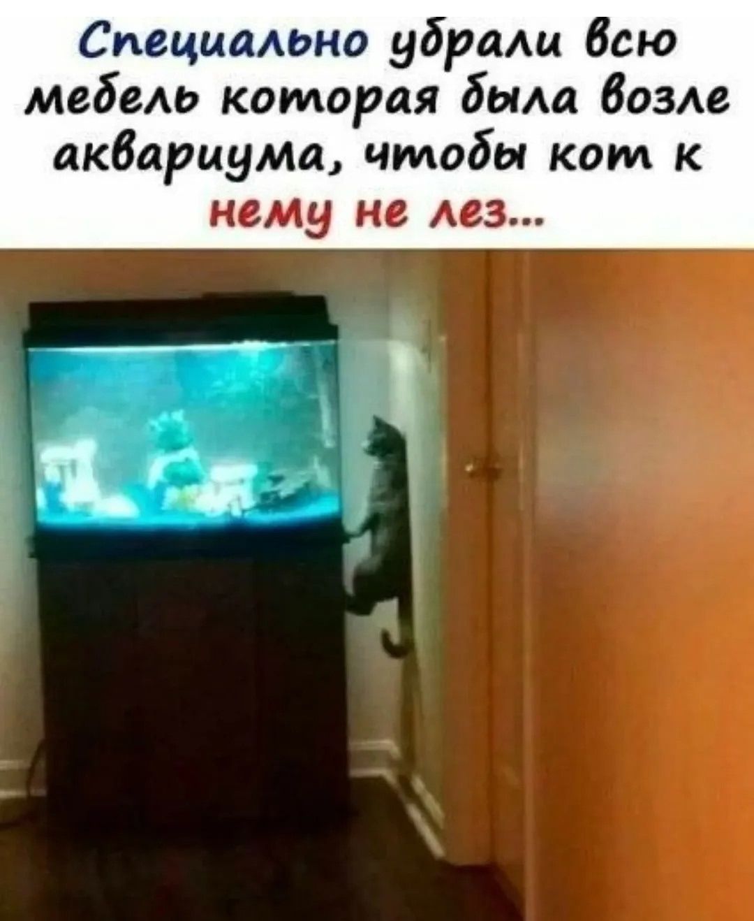 Специально убрали всю мебель которая была возле аквариума, чтобы кот к нему не лез...