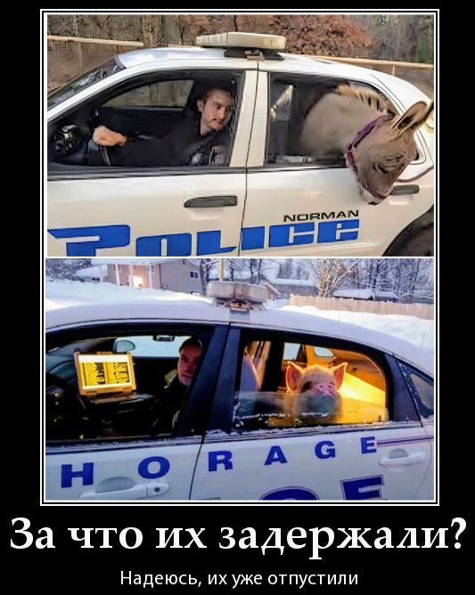NORMAN POLICE H O R A G E. За что их задержали? Надеюсь, их уже отпустили.