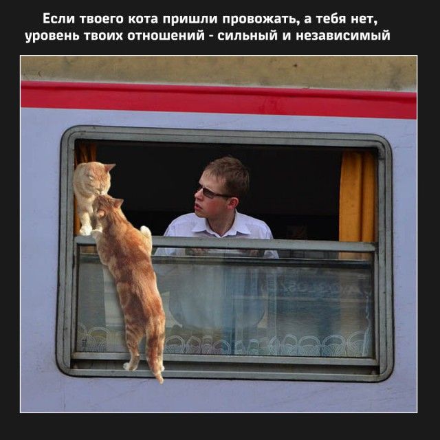 Если твоего кота пришли провожать, а тебя нет, уровень твоих отношений - сильный и независимый
