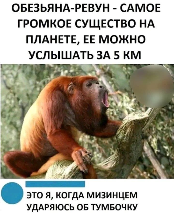 ОБЕЗЬЯНА-РЕВУН - САМОЕ ГРОМКОЕ СУЩЕСТВО НА ПЛАНЕТЕ, ЕЕ МОЖНО УСЛЫШАТЬ ЗА 5 КМ ЭТО Я, КОГДА МИЗИНЦЕМ УДАРЯЮСЬ ОБ ТУМБОЧКУ