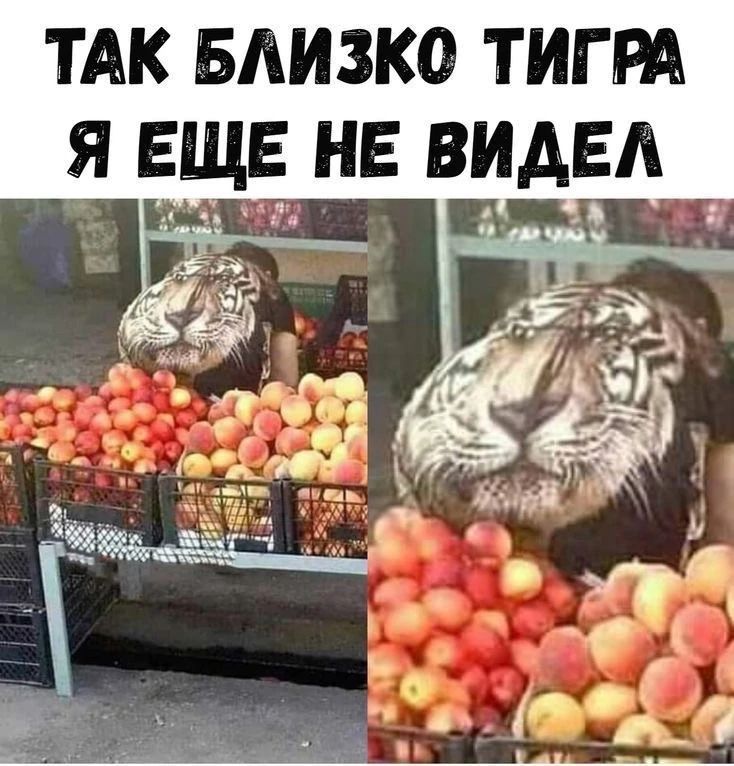 ТАК БЛИЗКО ТИГРА Я ЕЩЕ НЕ ВИДЕЛ