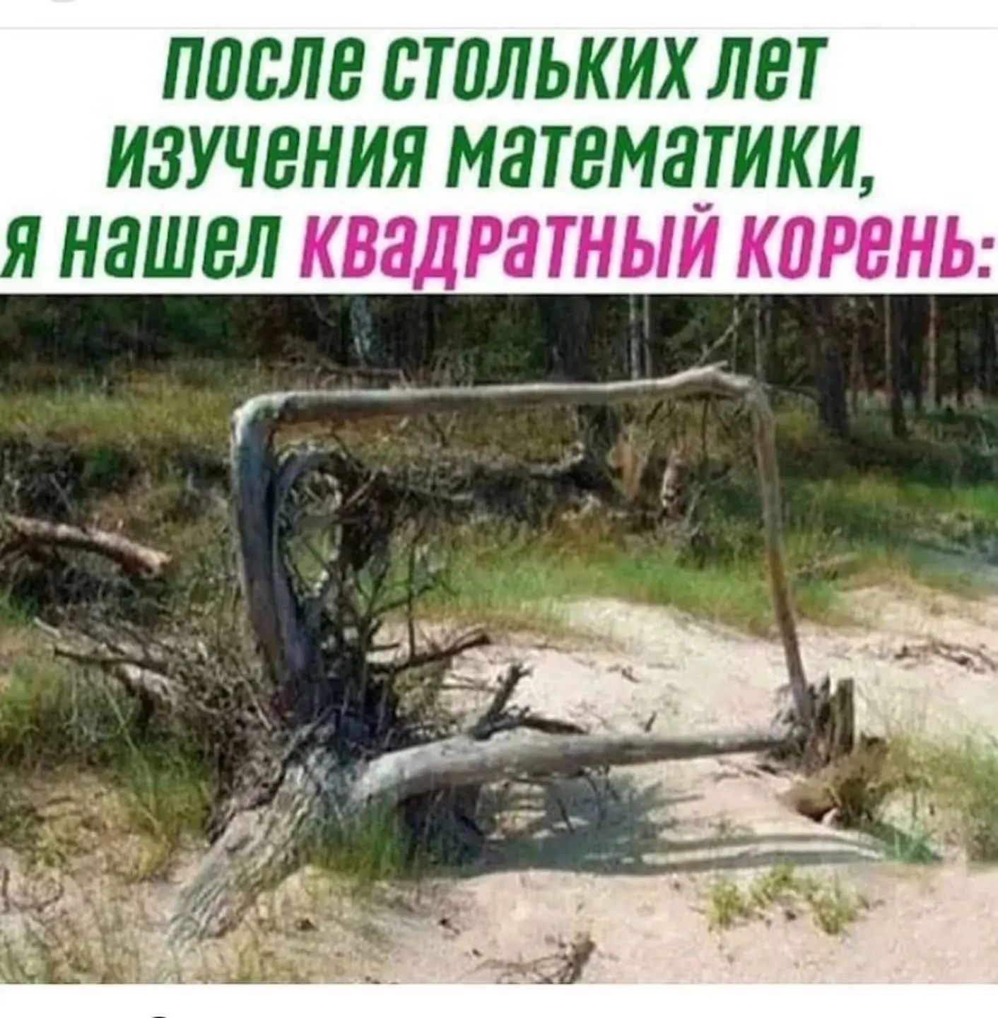 ПОСЛЕ СТОЛЬКИХ ЛЕТ ИЗУЧЕНИЯ МАТЕМАТИКИ, Я НАШЕЛ КВАДРАТНЫЙ КОРЕНЬ: