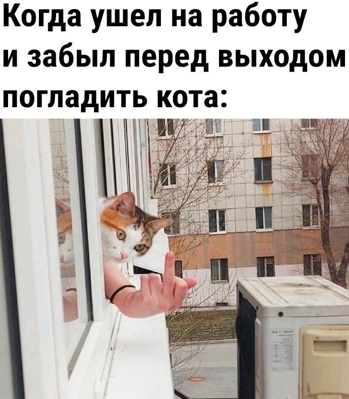 Когда ушел на работу и забыл перед выходом погладить кота: