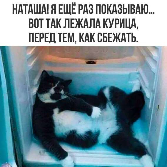 НАТАША! Я ЕЩЁ РАЗ ПОКАЗЫВАЮ... ВОТ ТАК ЛЕЖАЛА КУРИЦА, ПЕРЕД ТЕМ, КАК СБЕЖАТЬ.