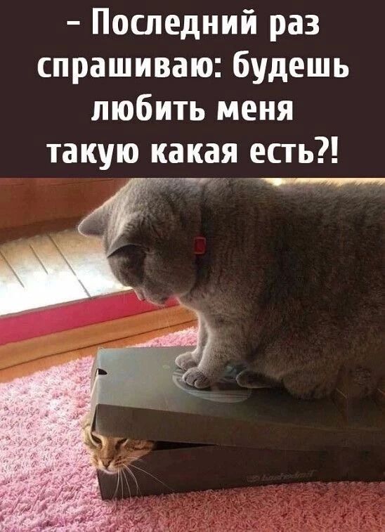 - Последний раз спрашиваю: будешь любить меня такую какая есть?!