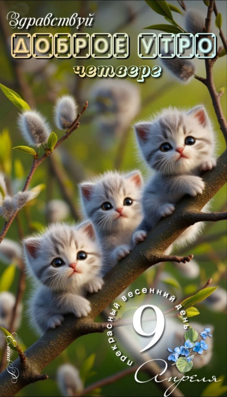 Здравствуй ДОБРОЕ УТРО четверга прекрасный весенний день 9 Апреля