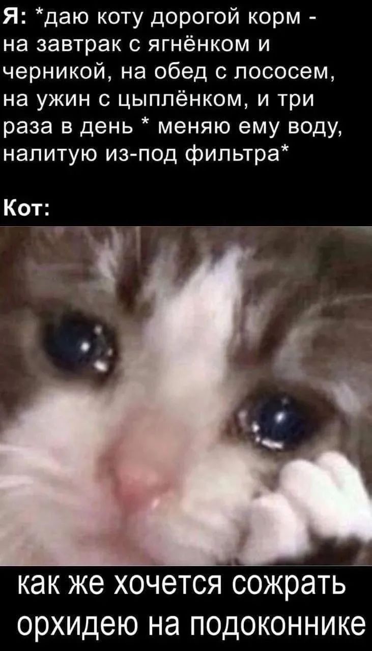 Я: *даю коту дорогой корм - на завтрак с ягнёнком и черникой, на обед с лососем, на ужин с цыплёнком, и три раза в день * меняю ему воду, налитую из-под фильтра* Кот: как же хочется сожрать орхидею на подоконнике