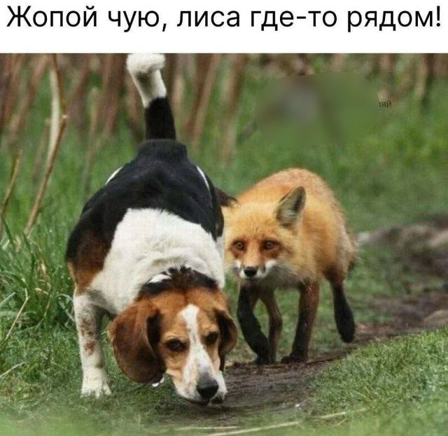 Жопой чую, лиса где-то рядом!
