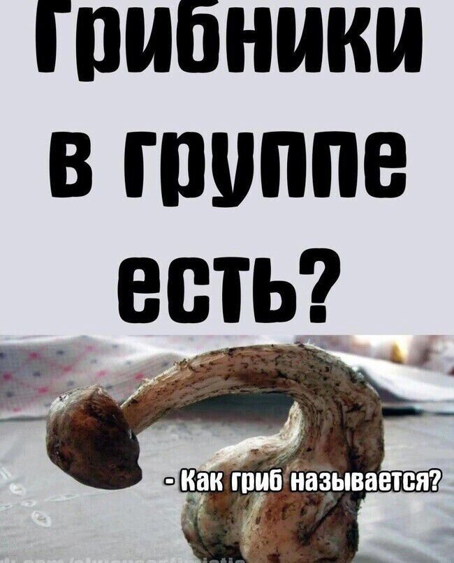 Грибники в группе есть? - Как гриб называется?