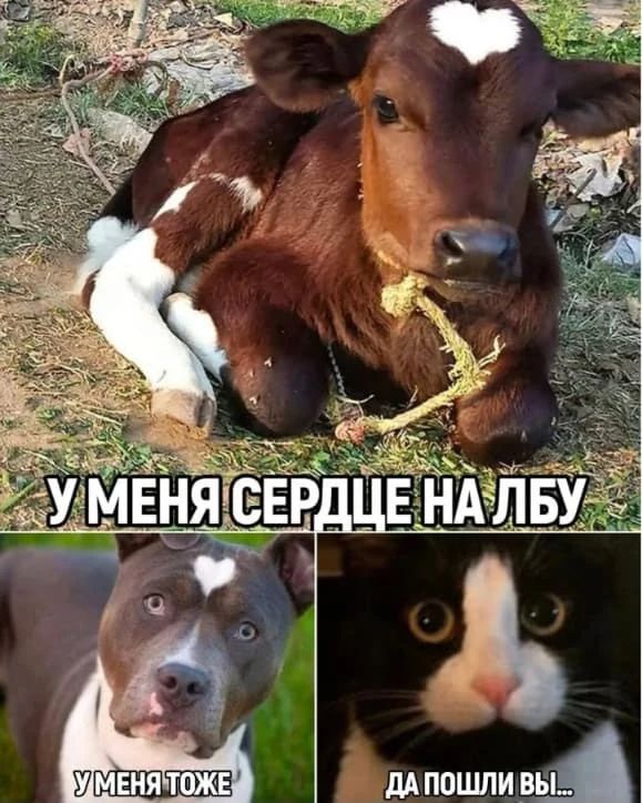 У меня сердце на лбу. У меня тоже. Да пошли вы...