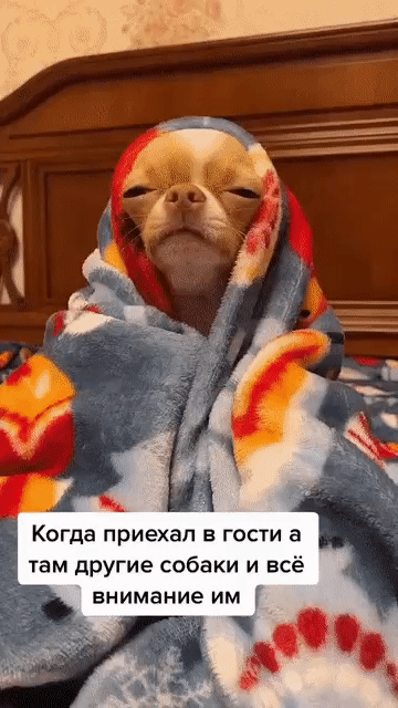 Когда приехал в гости а там другие собаки и всё внимание им