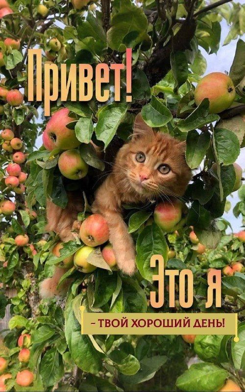 Привет! Это я - твой хороший день!