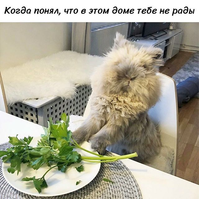 Когда понял, что в этом доме тебе не рады