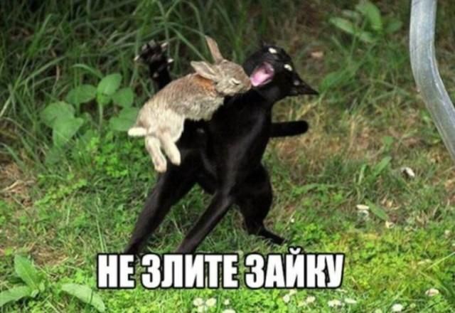 НЕ ЗЛИТЕ ЗАЙКУ