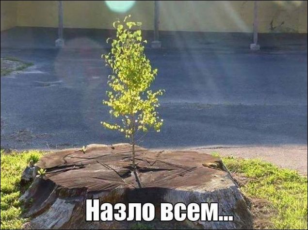Назло всем...