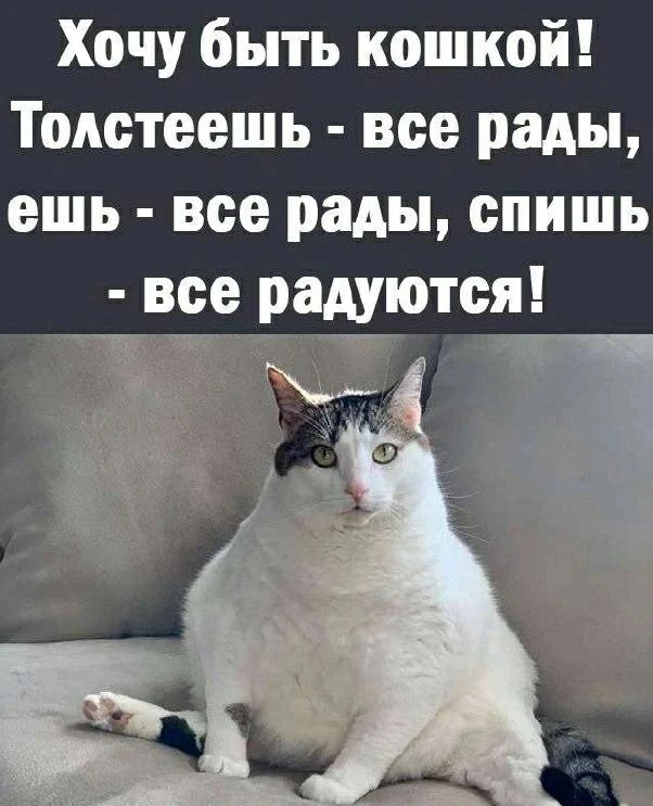 Хочу быть кошкой! Толстеешь - все рады, ешь - все рады, спишь - все радуются!