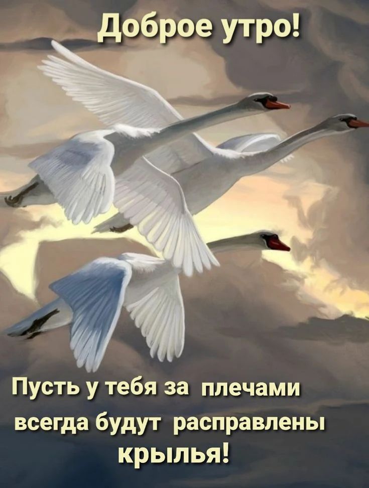 Доброе утро! Пусть у тебя за плечами всегда будут расправлены крылья!