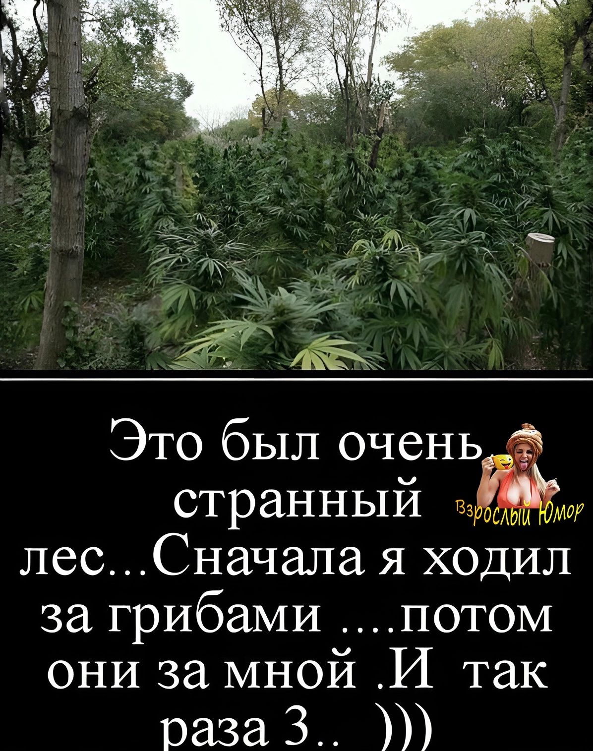 Это был очень странный лес... Сначала я ходил за грибами ....потом они за мной .И так раза 3...)))