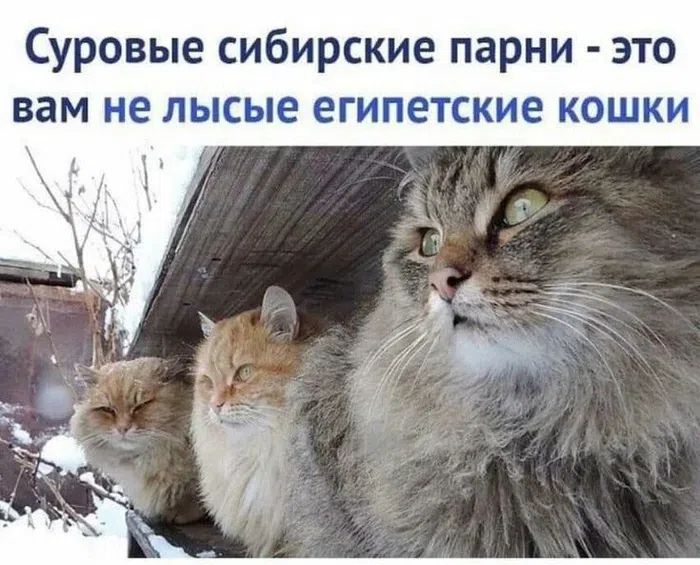 Суровые сибирские парни - это вам не лысые египетские кошки
