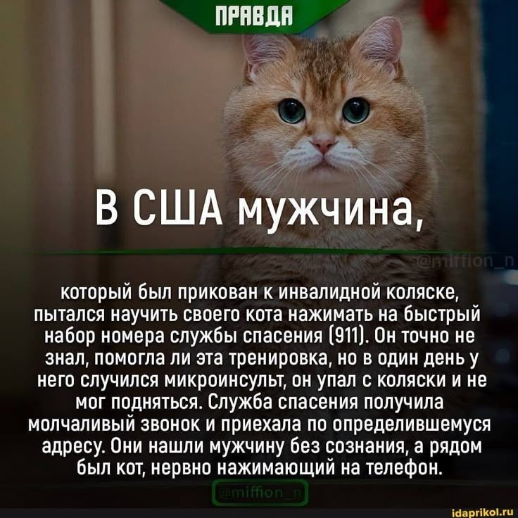 ПРАВДА В США мужчина, который был прикован к инвалидной коляске, пытался научить своего кота нажимать на быстрый набор номера службы спасения (911). Он точно не знал, помогла ли эта тренировка, но в один день у него случился микроинсульт, он упал с коляски и не мог подняться. Служба спасения получила молчаливый звонок и приехала по определившемуся
