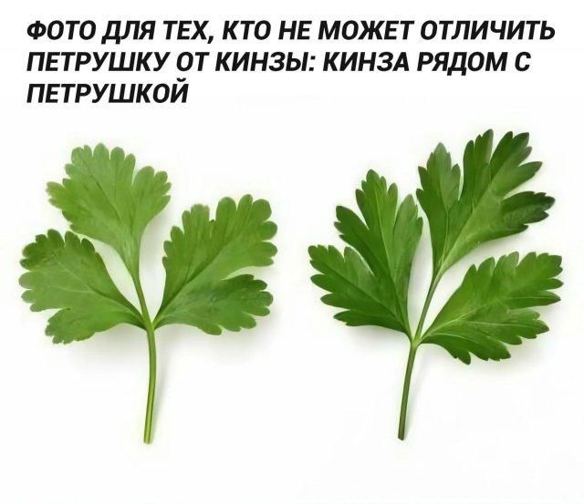 ФОТО ДЛЯ ТЕХ, КТО НЕ МОЖЕТ ОТЛИЧИТЬ ПЕТРУШКУ ОТ КИНЗЫ: КИНЗА РЯДОМ С ПЕТРУШКОЙ