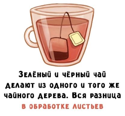 Зелёный и чёрный чай делают из одного и того же чайного дерева. Вся разница в обработке листьев