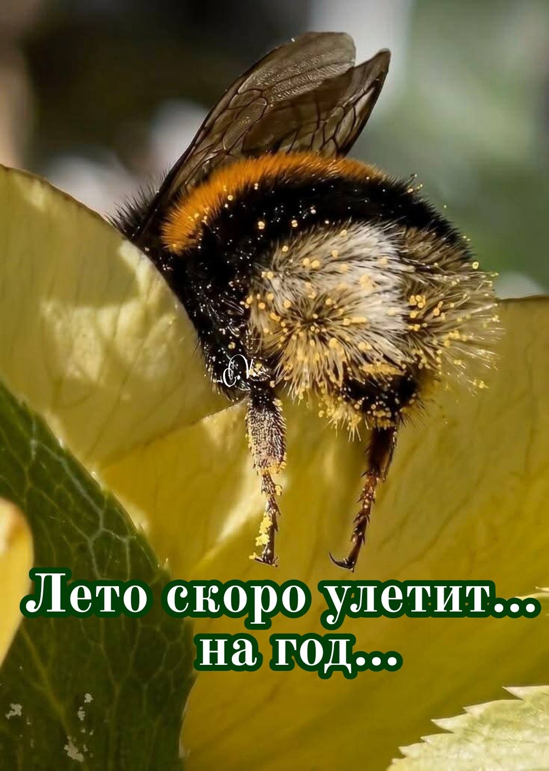 Лето скоро улетит... на год...