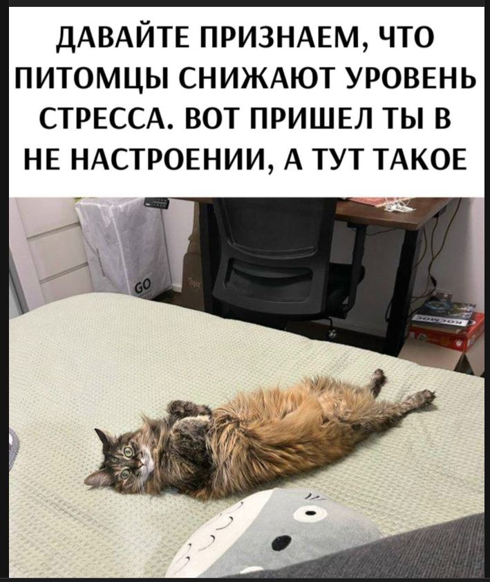 ДАВАЙТЕ ПРИЗНАЕМ, ЧТО ПИТОМЦЫ СНИЖАЮТ УРОВЕНЬ СТРЕССА. ВОТ ПРИШЕЛ ТЫ В НЕ НАСТРОЕНИИ, А ТУТ ТАКОЕ
