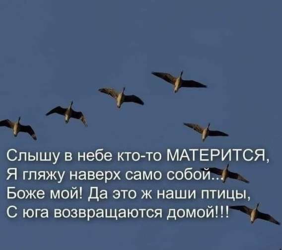 Слышу в небе кто-то МАТЕРИТСЯ, Я гляжу наверх само собой... Боже мой! Да это ж наши птицы, С юга возвращаются домой!!!