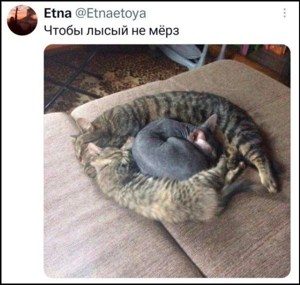Etna @Etnaetoya Чтобы лысый не мёрз