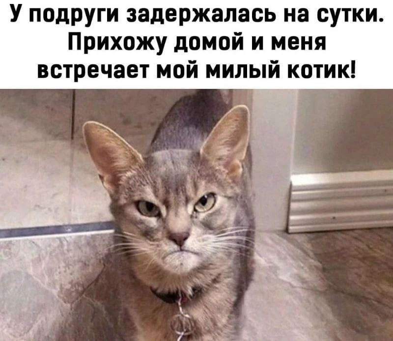 У подруги задержалась на сутки. Прихожу домой и меня встречает мой милый котик!